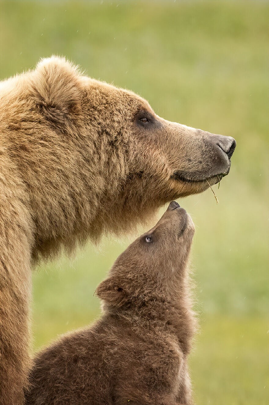 10. Высокая оценка в категории «Дикая природа»: «Бурая медведица с детенышем», Национальный парк Катмаи, Аляска, США © Дженнифер Смит из Кодьяка, Аляска, США