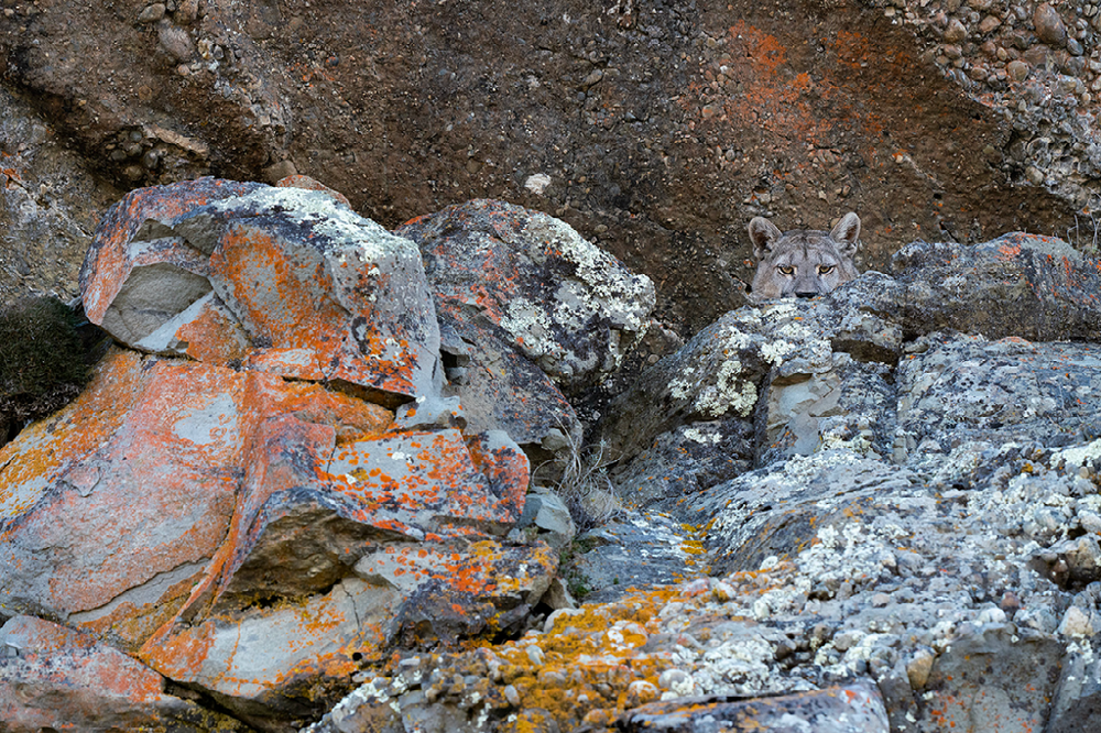 4. Высокая оценка в категории «Дикая природа»: «Серая пума прячется в скалах», Торрес-дель-Паине, Патагония, Чили © Кейси Клебба из Иссакуа, Вашингтон, США