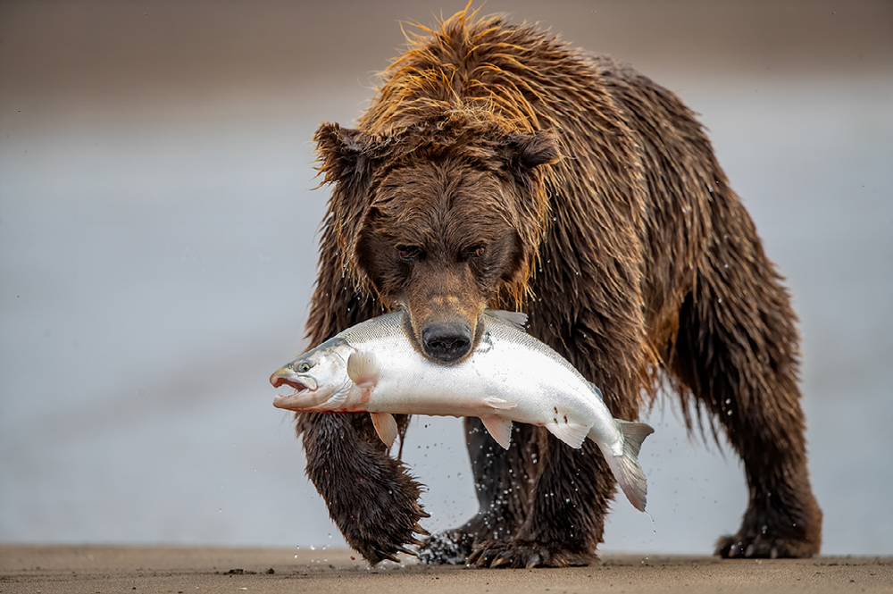 5. Высокая оценка в категории «Дикая природа»: «Бурый медведь и лосось», Национальный парк Лейк-Кларк, Аляска, США © Дэниел Д'Аурия из Табернакла, Нью-Джерси, США