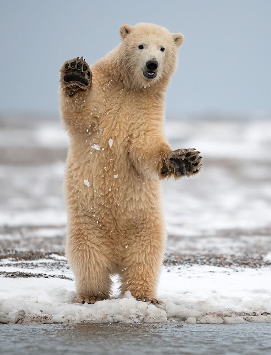 17. Высокая оценка в категории «Животные шалости»: «Приветствие белого медведя», остров Бартер, море Бофорта, Аляска, США © Дженнифер Р. Беллон из Бруклина, Массачусетс, США