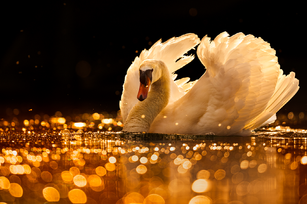 23. Высокая оценка в категории «Молодежный фотограф года»: «Лебедь-шипун», Биль, Берн, Швейцария © Николя Штеттлер,  возраст 18 лет, из Нидау, Швейцария