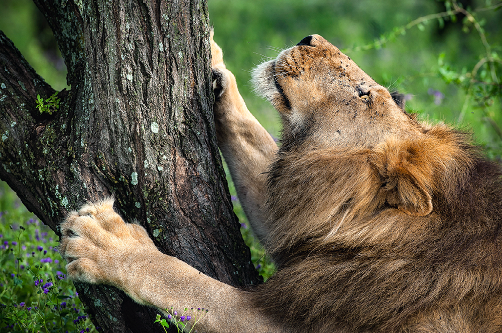 7. Высокая оценка в категории «Дикая природа»: «Африканский лев», Ндуту, Национальный парк Серенгети, Танзания © Джан Луиджи Форнари Ланцетти из Рима, Италия