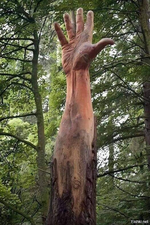 Самое высокое дерево в Уэльсе было повреждено ураганом и должно было быть сру...