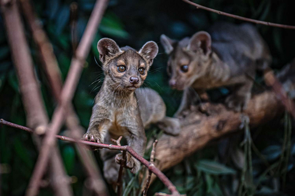 Фосса: хищник Мадагаскара, который морочил голову учёным 200 лет