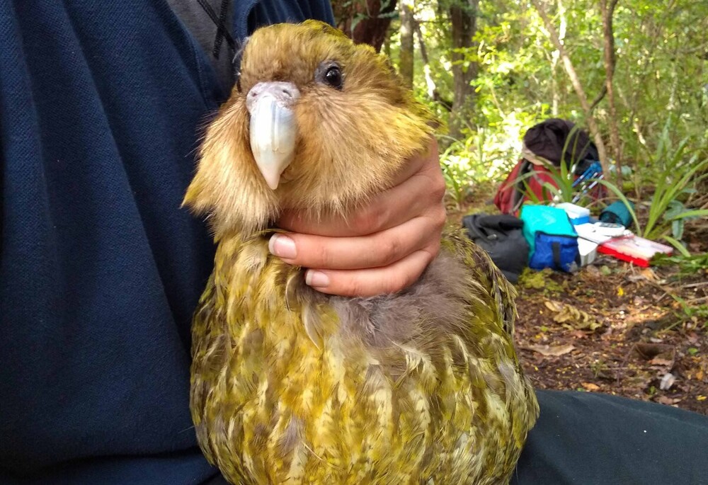 Очаровательный попугай какапо
