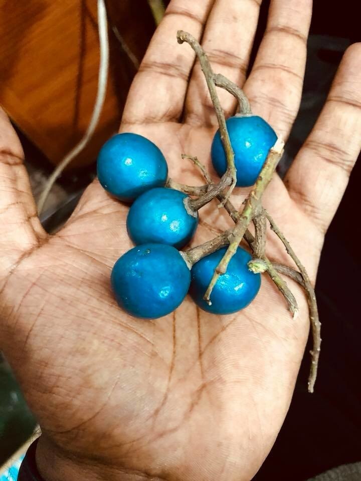 1. Голубые оливки - это разновидность оливок, произрастающих на территории Шри-Ланки, Индии и Юго-Восточной Азии