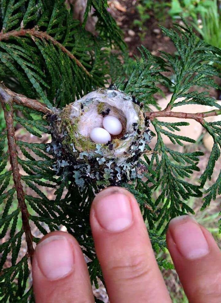 6. Крошечное гнездо колибри