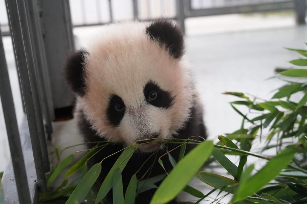 В Московском зоопарке малышка большой панды делает первые шаги и пробует твёрдую пищу