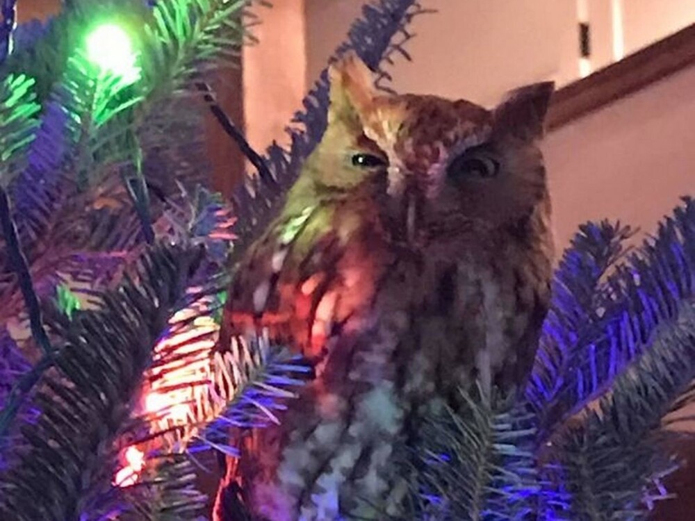 Семья заметила на своей новогодней ёлке сову