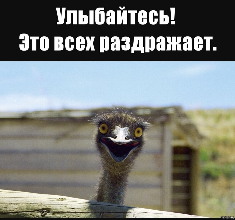 Но не забывайте - глаз у страуса больше его мозга