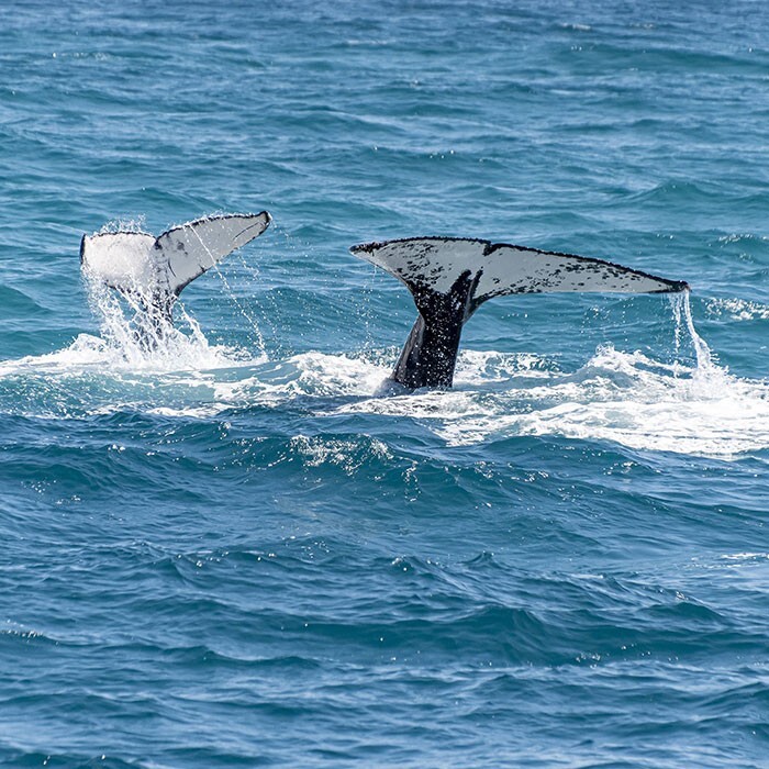 "Нас услышали": Ученые 20 минут общались с китом
