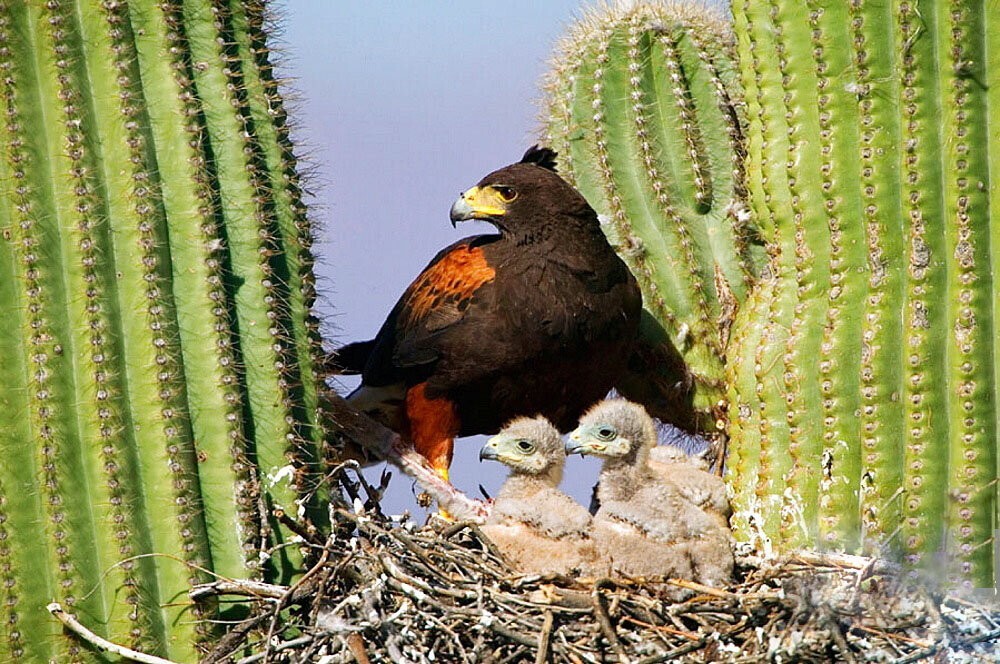 Пустынный канюк: птица, которая охотится в организованной стае
