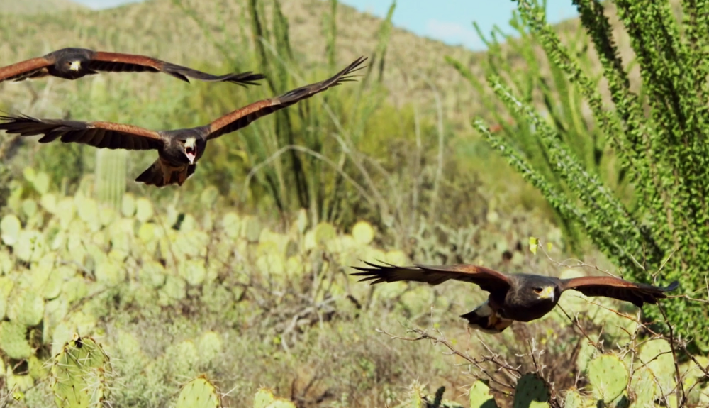 Пустынный канюк: птица, которая охотится в организованной стае