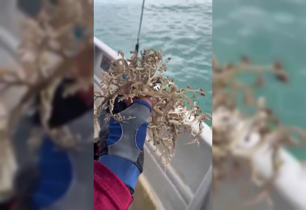 Рыбак поймала странное существо и подумал, что это живой коралл