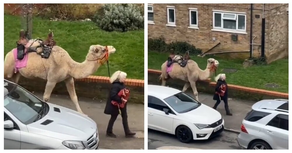 Жительница Лондона прогулялась по улицам с верблюдом