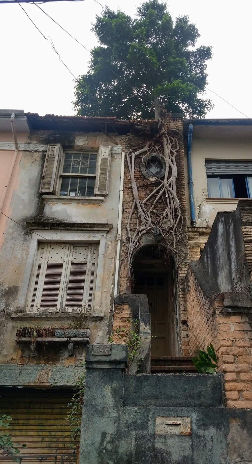 3. Дерево, растущее на крыше заброшенного дома