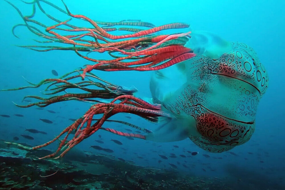Редчайшее в мире существо, которое третий раз встретилось в океане