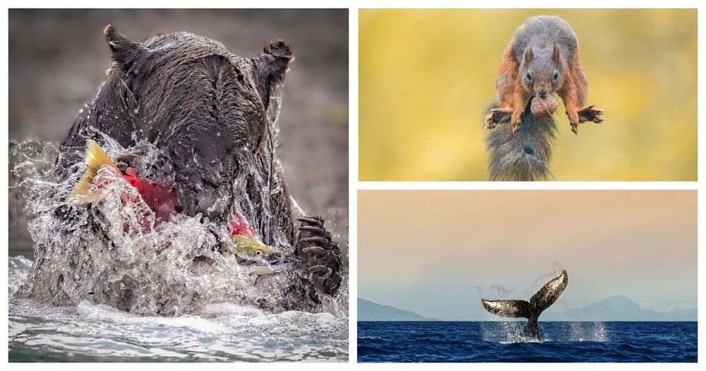 Жюри One Eyeland объявило лучших фотографов дикой природы 2023 года