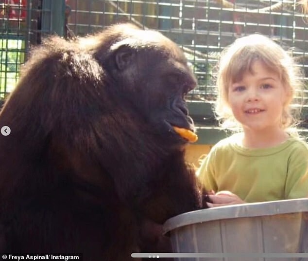 Маленькая Фрейя всегда с удовольствием фотографировалась с гориллами в вольере