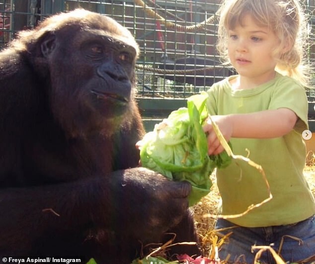 Фрейя с раннего возраста кормила этих горилл и поэтому чувствует себя с ними комфортно