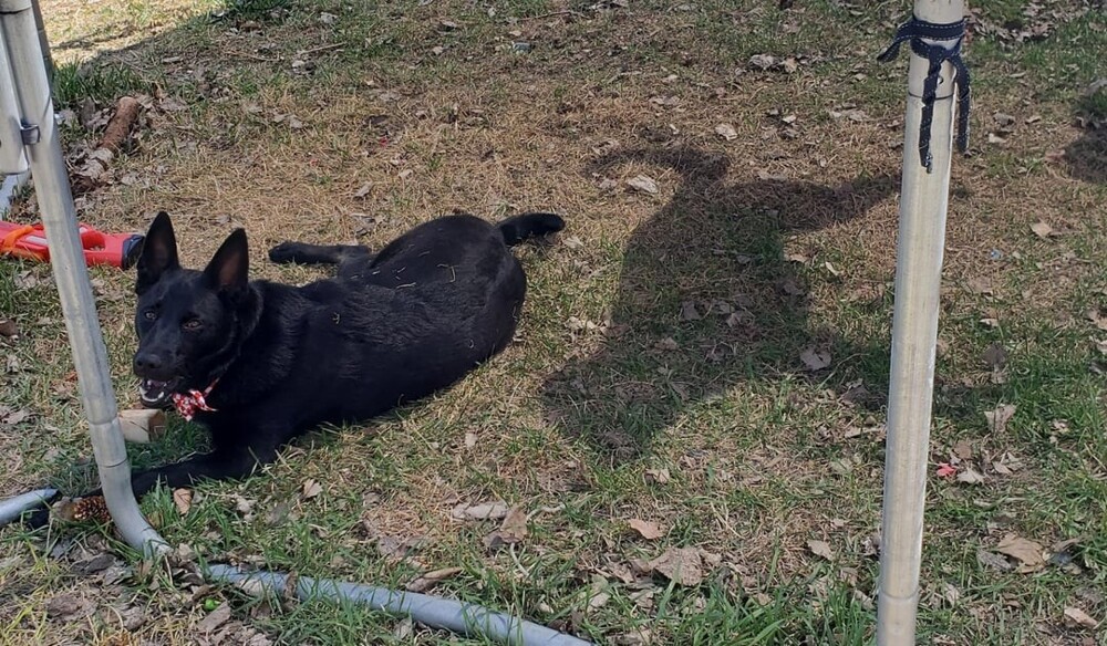14. Мой пес и его тень решили провести некоторое время порознь