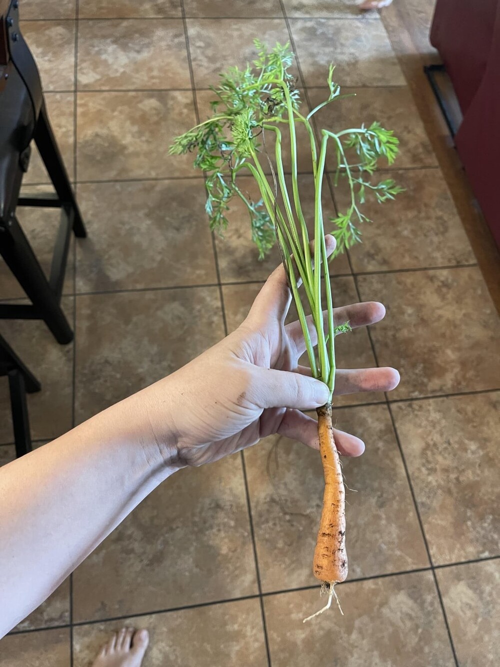 9. Морковка в моем саду выросла вверх ногами