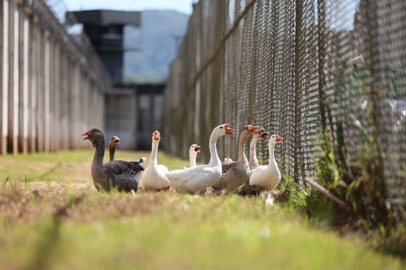 В бразильской тюрьме заменили собак на более совершенных охранников