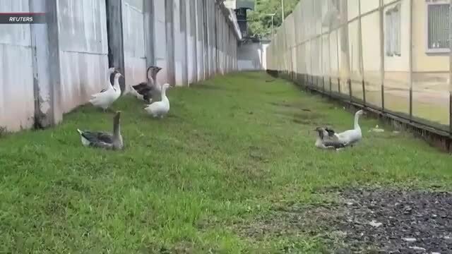 В бразильских зонах сторожевых псов заменили на гусей, которые пасутся по пер... 