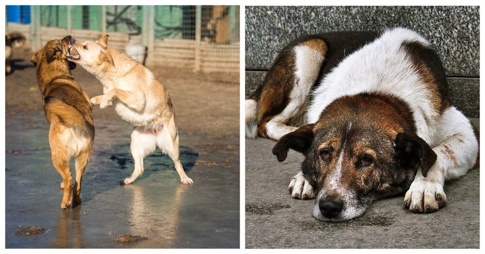 «Всё-таки жестокое обращение с животными - это статья УК»: в Чите активисты провели митинг против эвтаназии бездомных собак