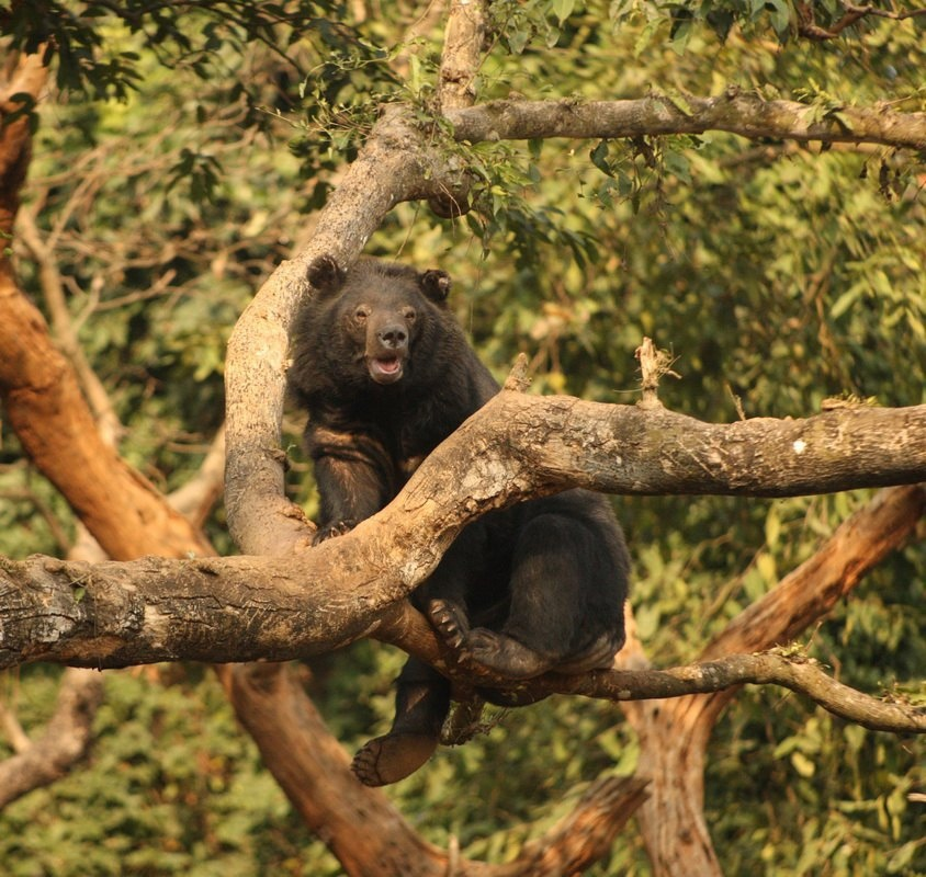 Гималайский медведь: зверь, который живёт в горах и строит берлоги прямо на деревьях