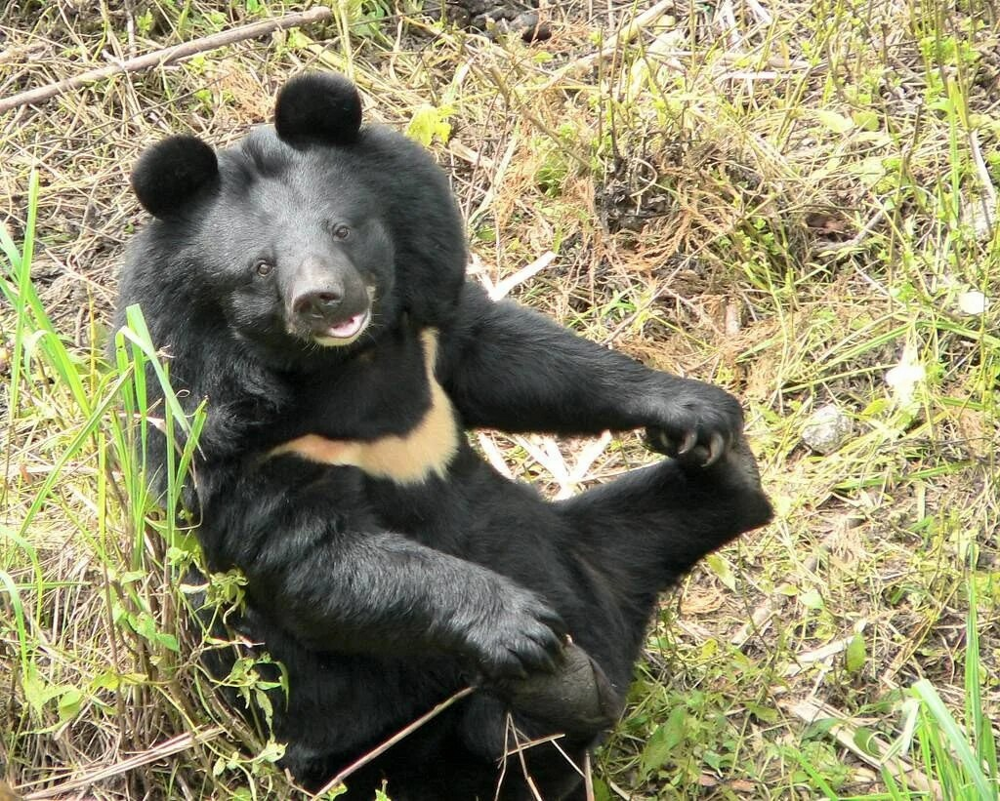 Гималайский медведь: зверь, который живёт в горах и строит берлоги прямо на деревьях