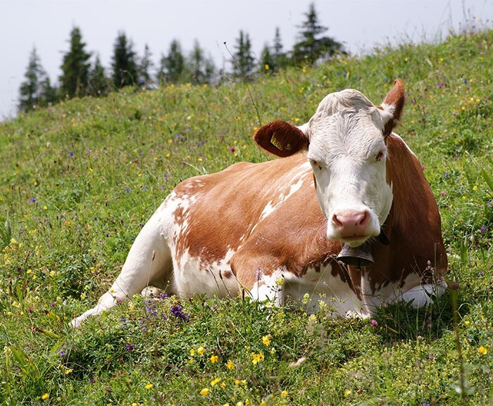 9. В Африке было проведено исследование, которое показало, что коровы с большими глазами, нарисованными на заднице, не подвергаются нападению хищников из засады