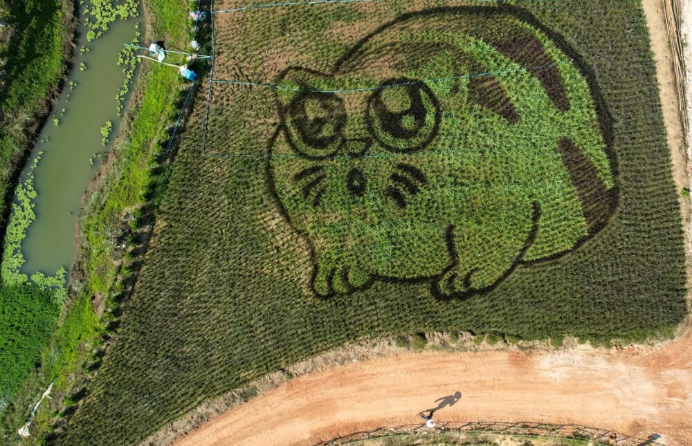 Тайский фермер "рисует" мультяшных котов на рисовых полях