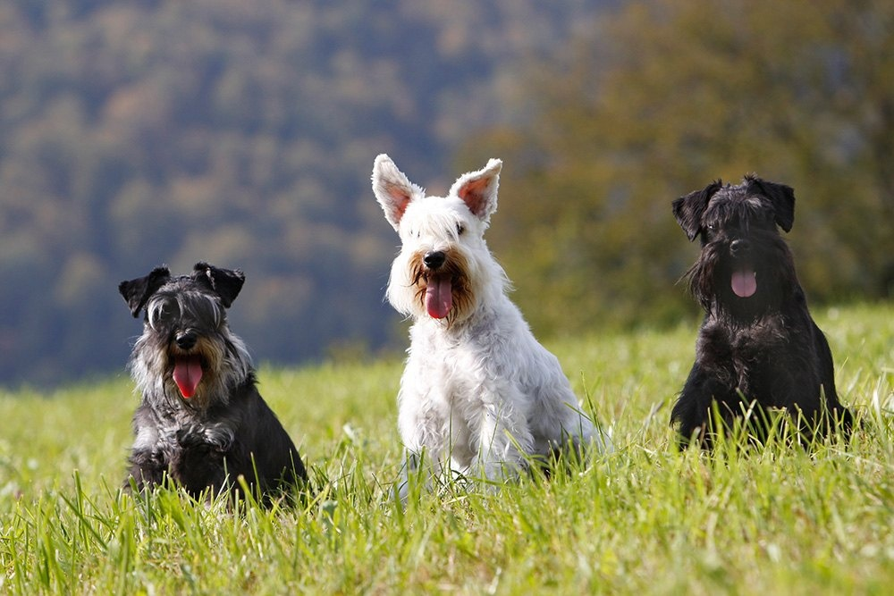 Цвергшнауцер: самая маленькая служебная собака в мире