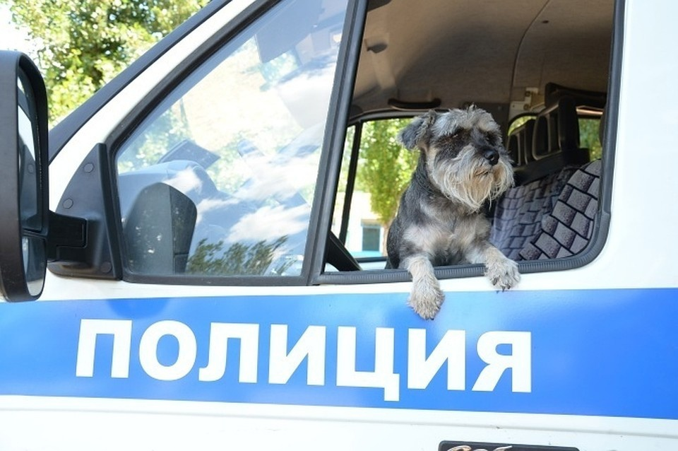 Цвергшнауцер: самая маленькая служебная собака в мире