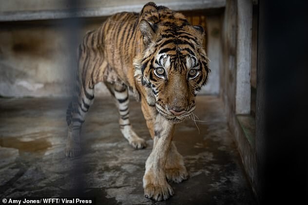 Крупнейшая операция по спасению диких кошек в Таиланде