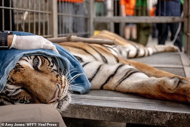 Крупнейшая операция по спасению диких кошек в Таиланде