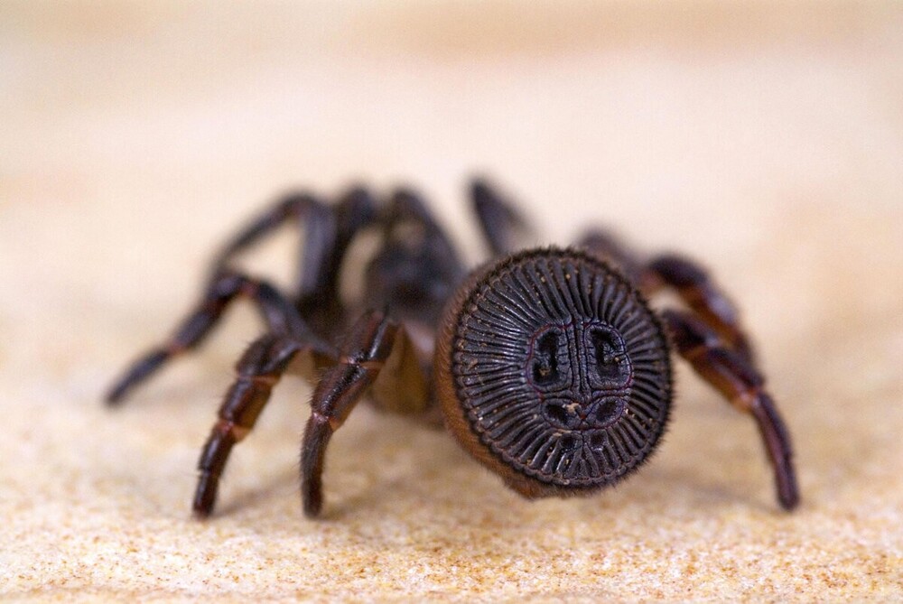 Циклокосмия: паук с необычным рисунком на брюшке