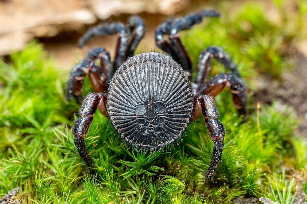 Циклокосмия: паук с необычным рисунком на брюшке