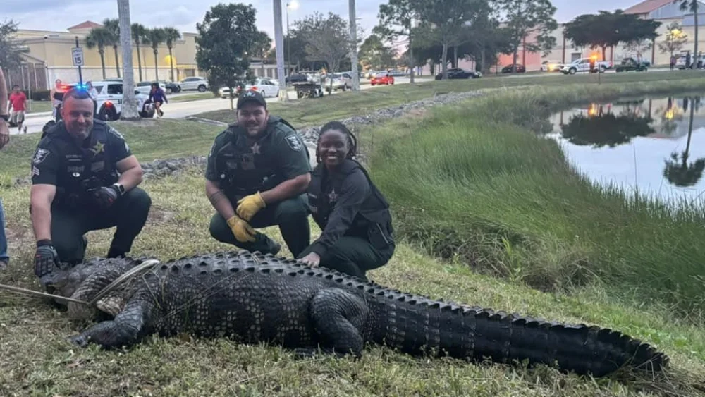 В США полицейские поймали крупного аллигатора возле торгового центра