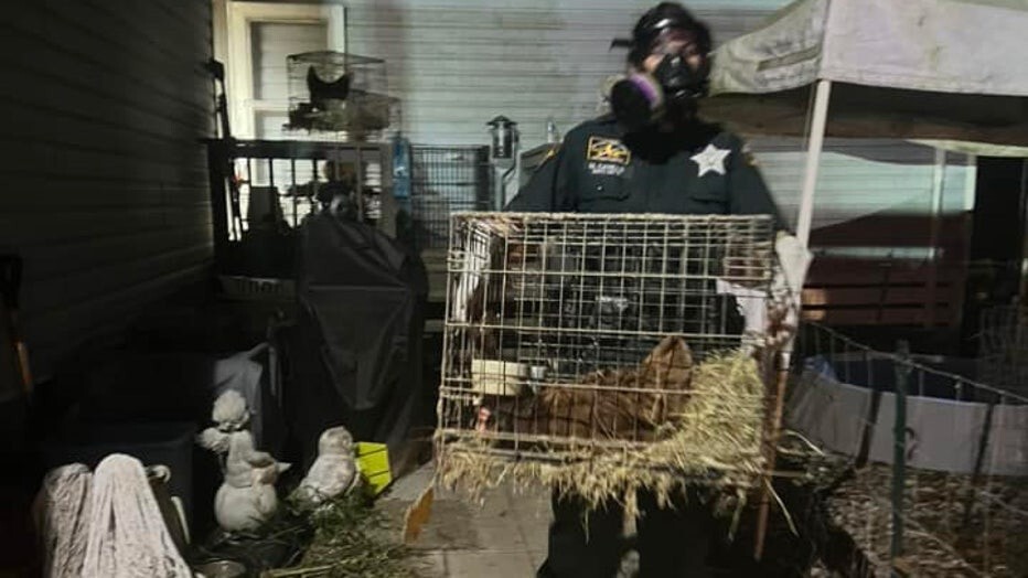 В США арестовали учительницу, которая держала дома 309 животных
