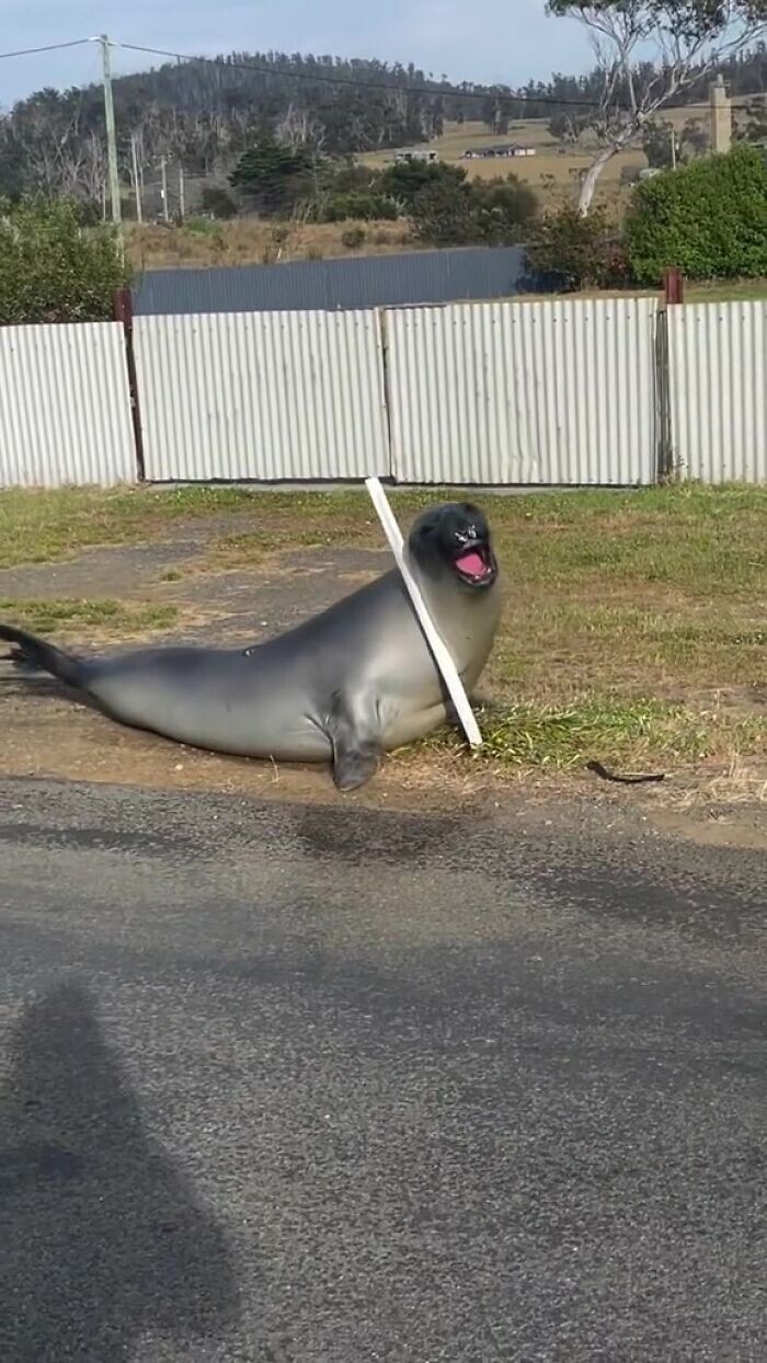 Тюлень терроризирует маленький городок в Австралии