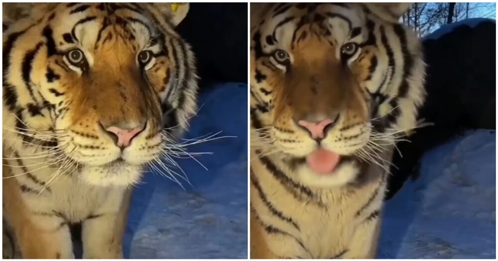 Тигр наткнулся на фотоловушку