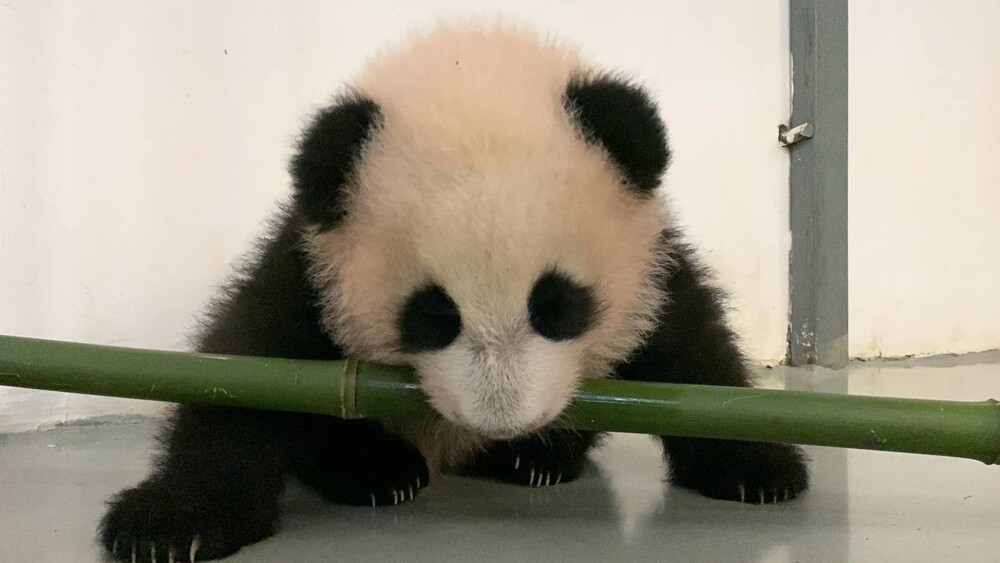 Малышка-панда из Московского зоопарка делает первые шаги⁠⁠
