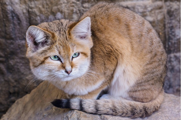 Хищники мелкого калибра: 10 самых маленьких диких кошек в мире