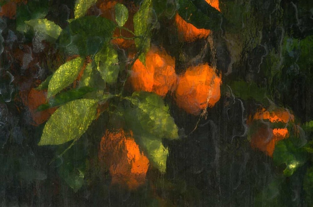 19. Апельсины, сфотографированные через стеклянные панели теплицы
