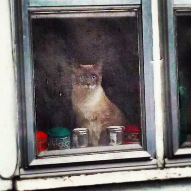20. Фотография кота через грязное окно, похожа на картину