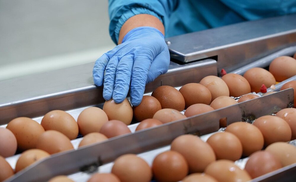 В Воронежской области обстреляли машину директора птицефабрики, задравшую цену на куриные яйца