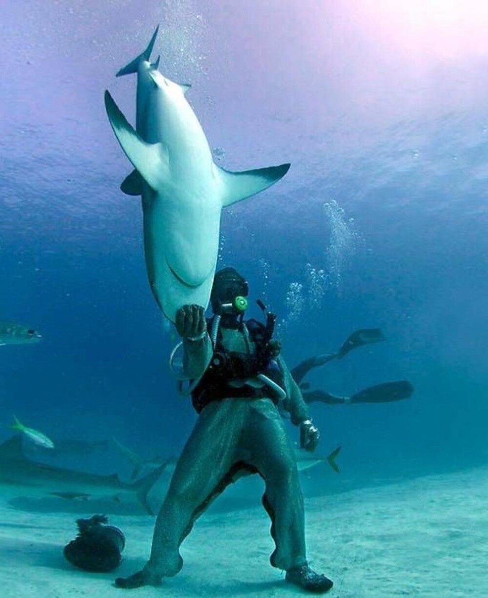 10. Акулы совсем не опасные