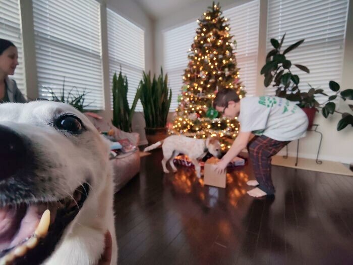 3. "Наша собака каждый год портит праздничные фото"